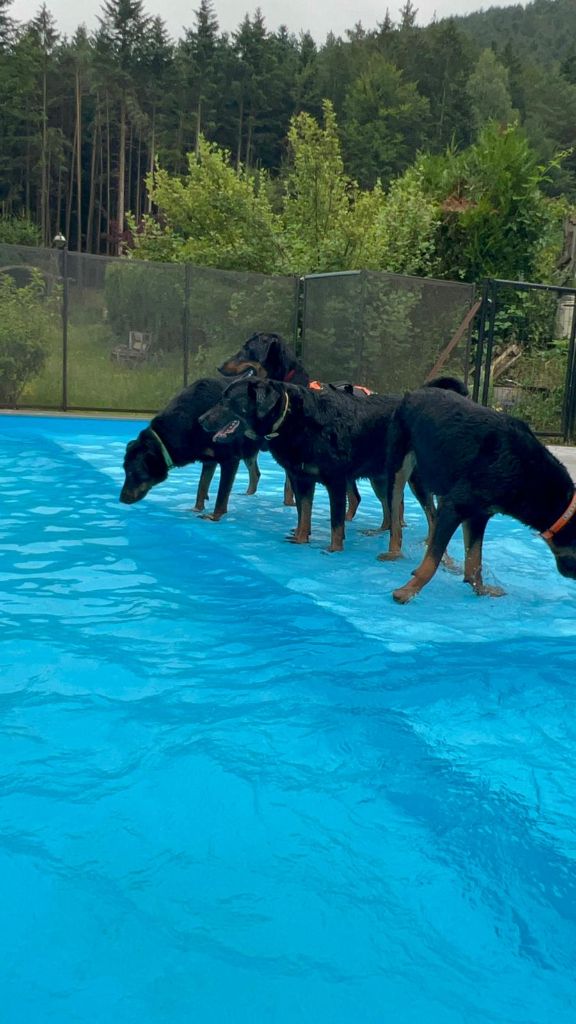 CHIEN NAGEUR : jeux ou sauvetage nautique ?
