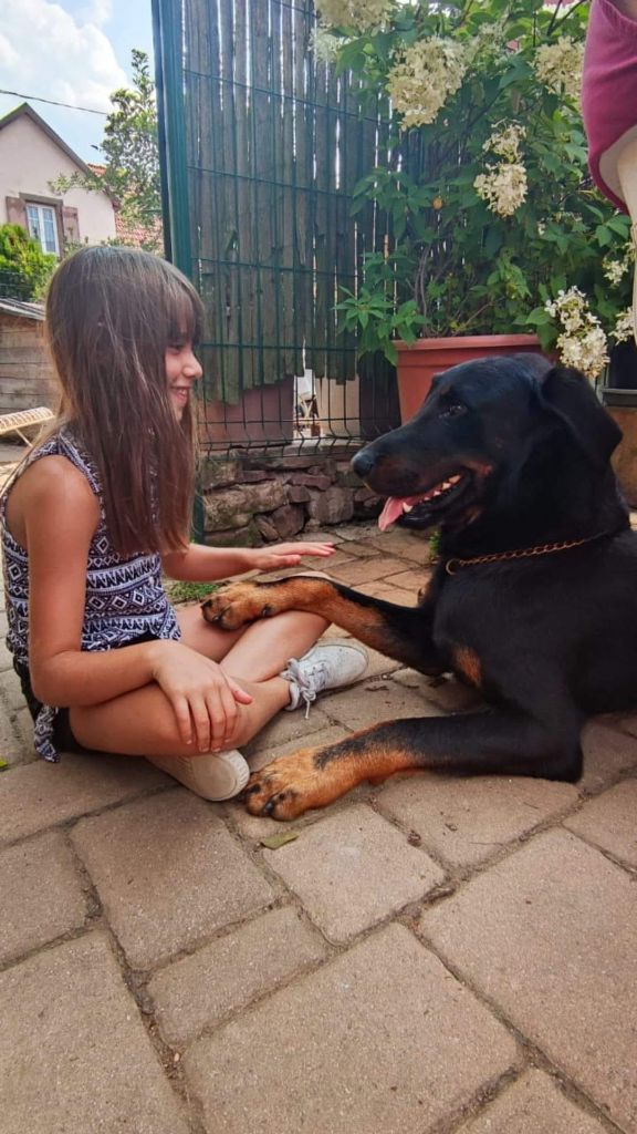 MEDIATION ANIMALE