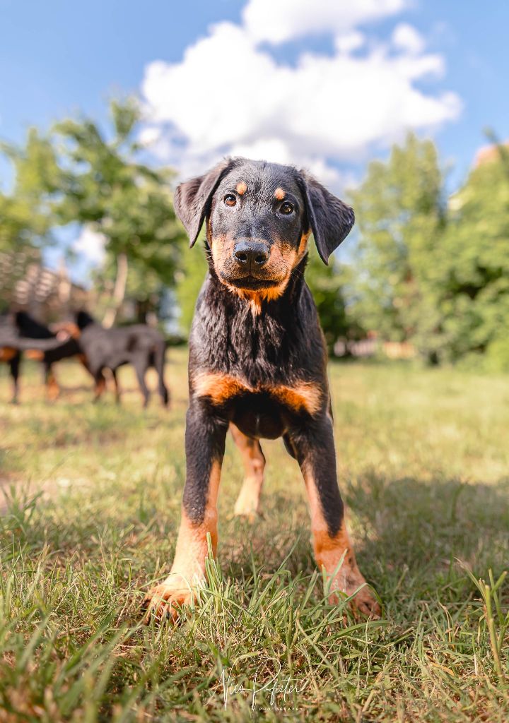 ETOILE DE MELCHIOR - Chiots disponibles - Berger de Beauce