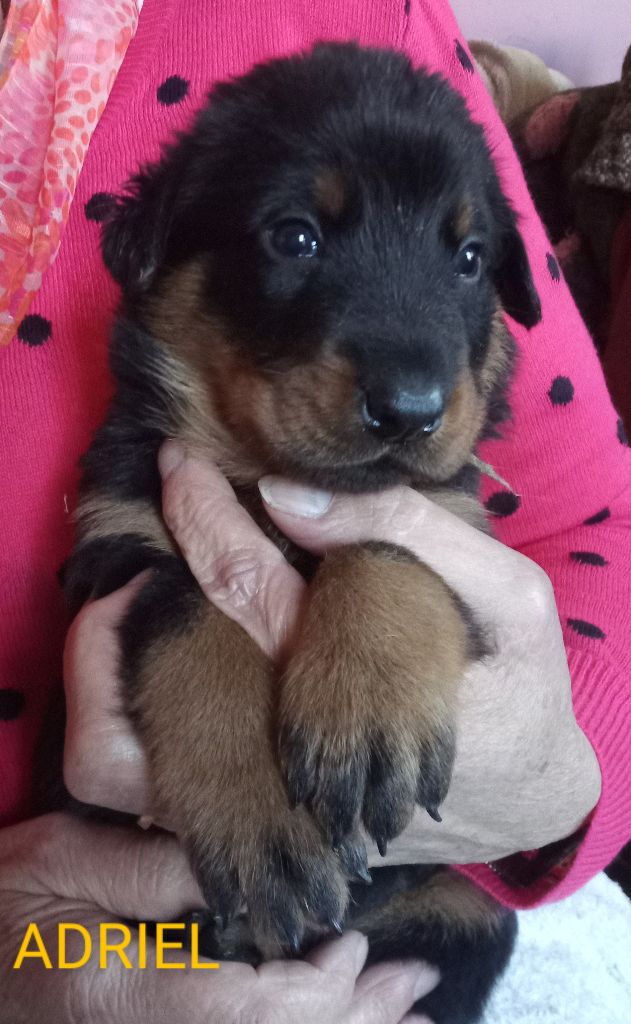 ETOILE DE MELCHIOR - Chiots disponibles - Berger de Beauce