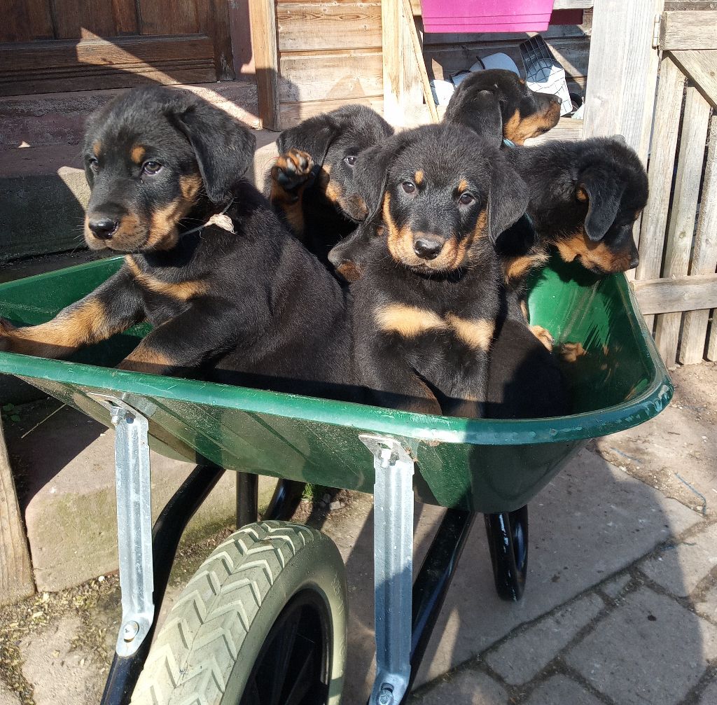 Chiot Berger de Beauce ETOILE DE MELCHIOR