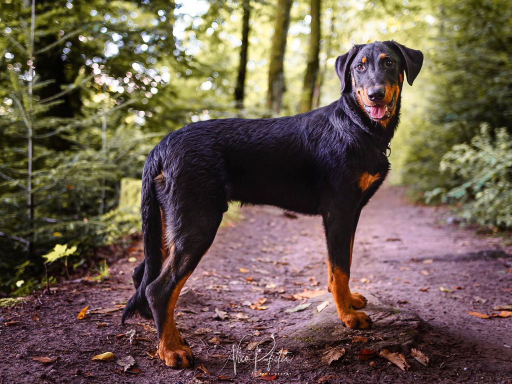 ETOILE DE MELCHIOR - Chiots disponibles - Berger de Beauce