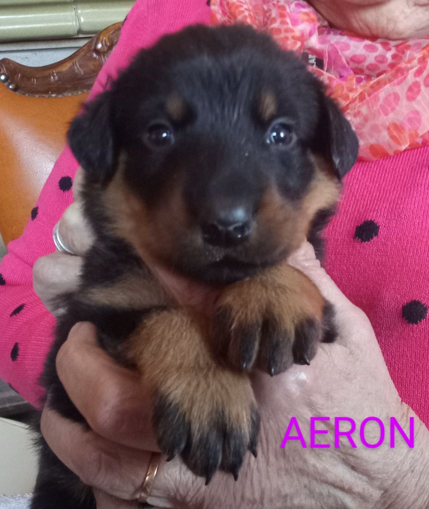 ETOILE DE MELCHIOR - Chiots disponibles - Berger de Beauce