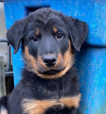 ATHOS