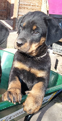 ATHENA